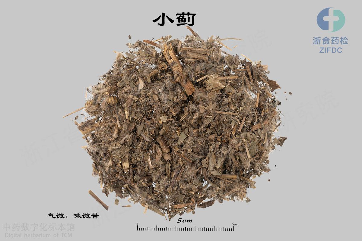 小蓟 标本影像
